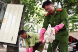 Tăng cường kiểm soát thực phẩm ra thị trường
